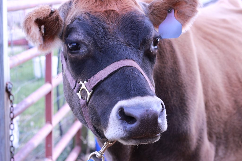 milk cow looking off to side