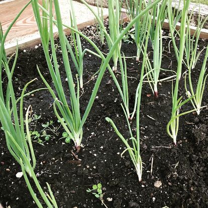 garden bed of onions