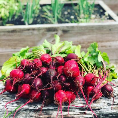 pile of beets with greens