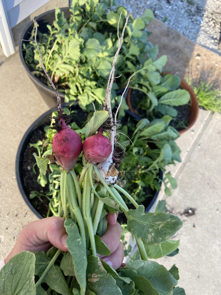 hand holding radishes picked from garden container